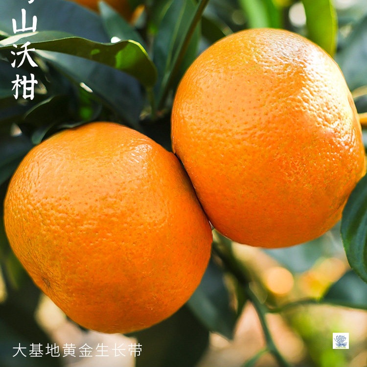 广西武鸣沃柑新鲜水果当季整箱时令10沙糖斤蜜橘砂糖柑橘桔子橘5