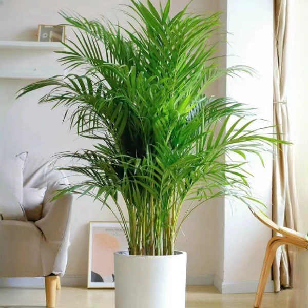 Пышное кокосовое растение в горшке, популярное растение для офиса, гостиной, двора, виллы, тропическое растение семейства пальмовых.