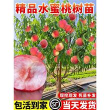 水蜜桃树苗嫁接高产桃子树苗当年结果好养活南北方种植桃树果树苗