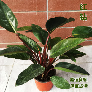 Red Diamond, Gold Diamond, Large-Leaf Potted Green Plants and Florals, Floor-Standing Home Large Florals, Evergreen and Easy to Grow Indoor Plants All Year Round
