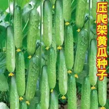 ������ˮ�����S�ϷN�Ӹ߮a����ˮ���S�ϷN���r��ͥԺ�߲�ͥԺ�Nֲ