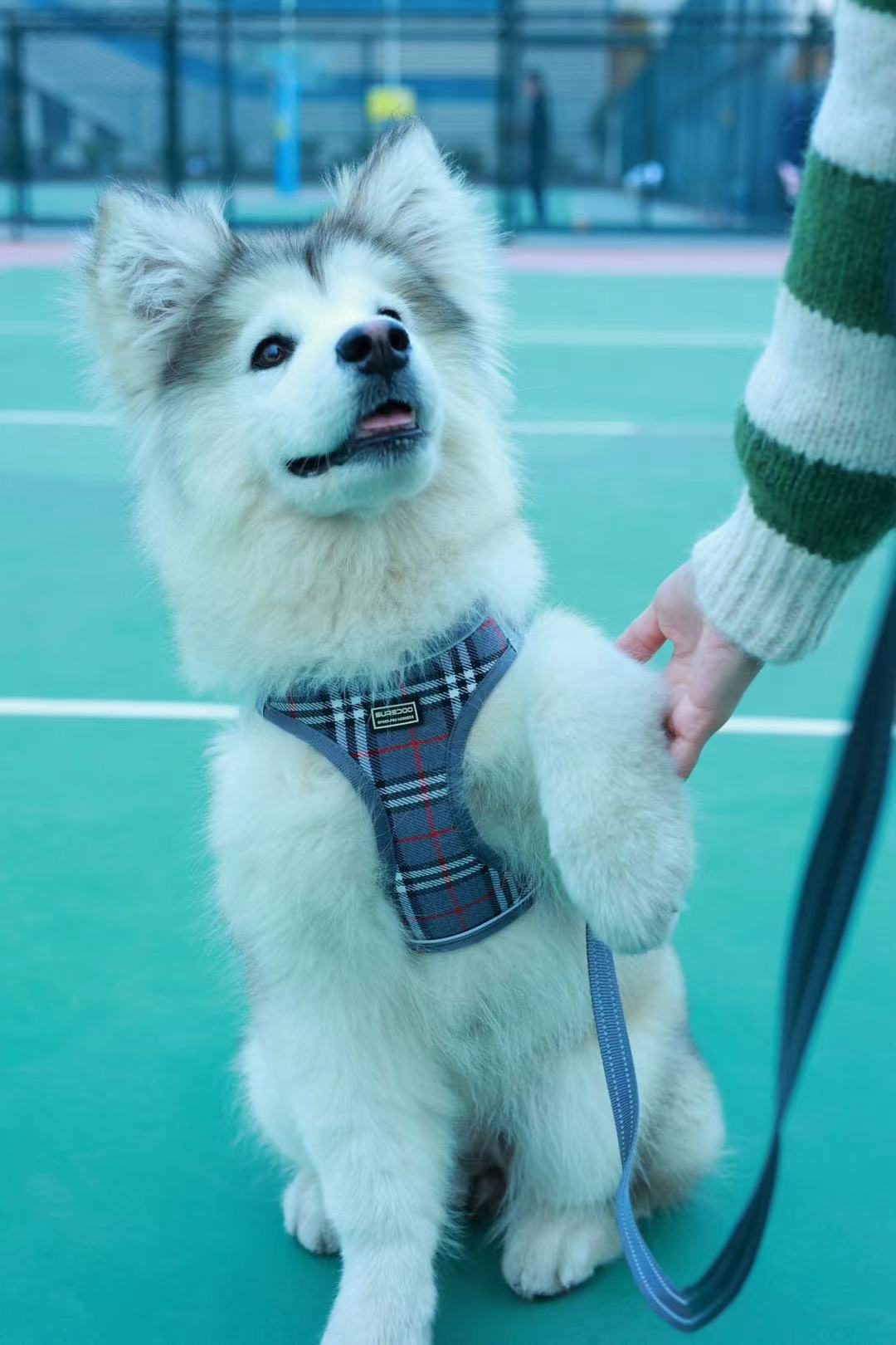 그레이