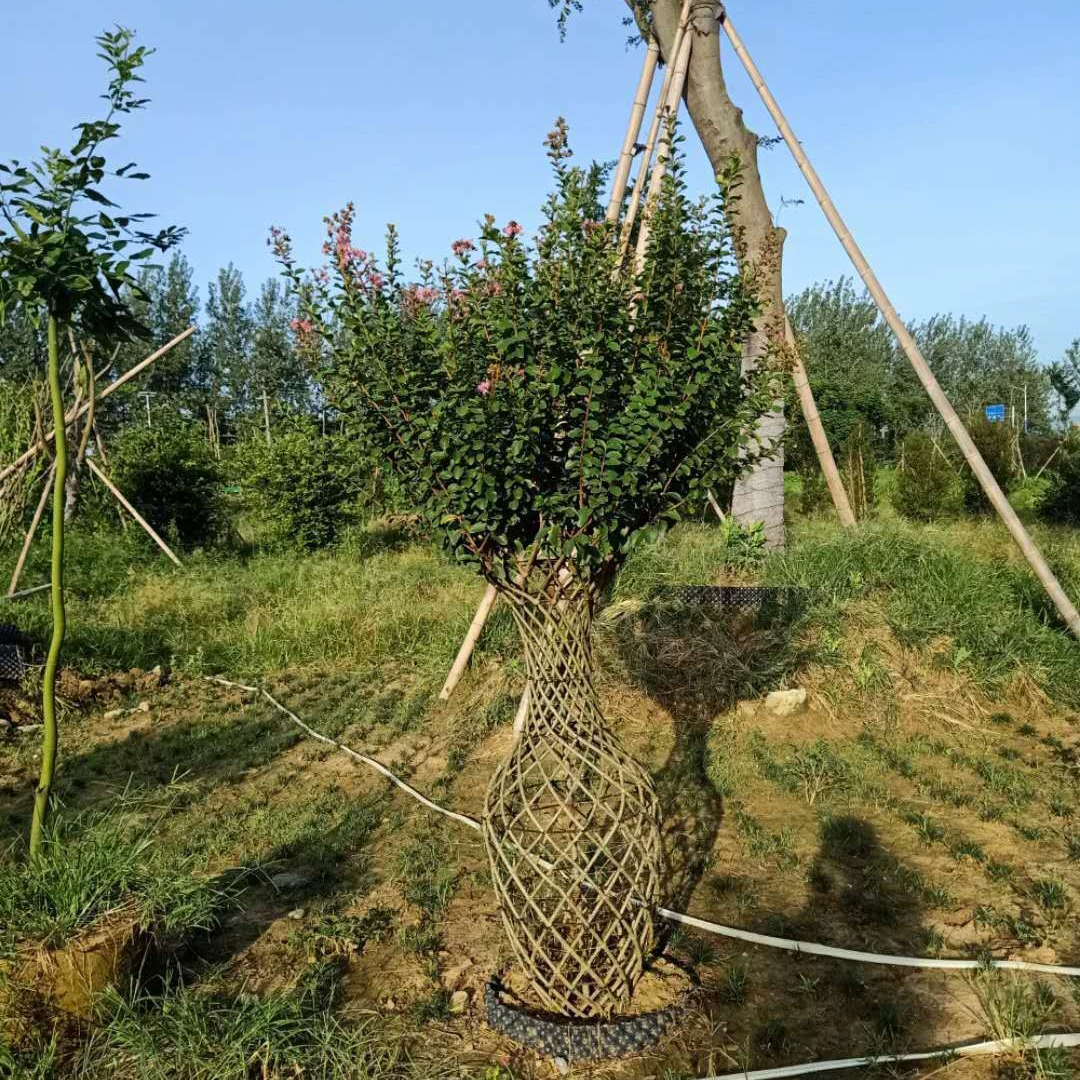Оптовые рассада морщинки, морщинка с красными цветками, морщинка 3cm морщинка 5cm 7cm морщинка 10cm морщинка