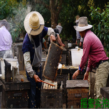 高州深山农家土蜂巢蜜液态瓶装500g荔枝蜜龙眼蜜纯正特靓级蜂蜜