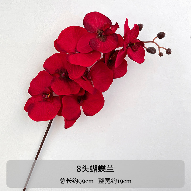 Ramo único de Phalaenopsis vermelho de 8 cabeças