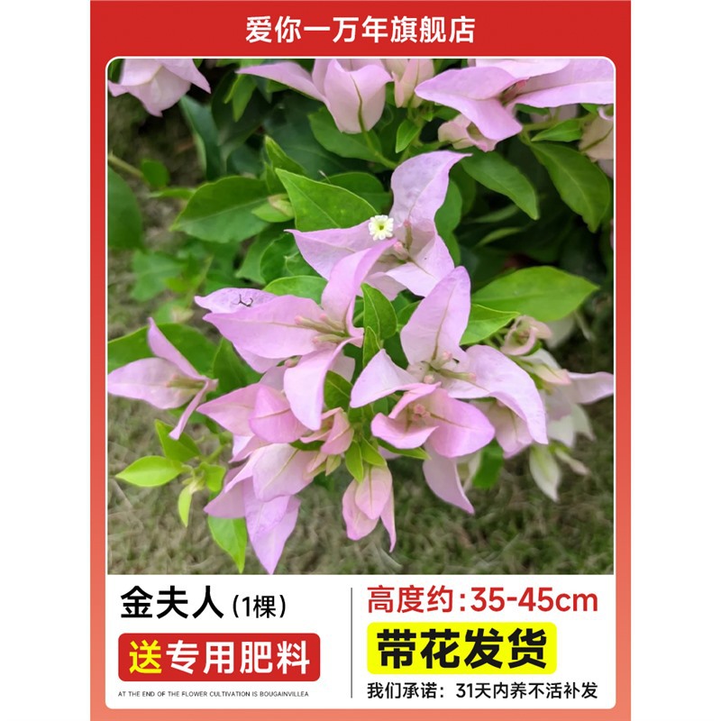 부겐빌레아 : 진푸 대형 모종 [꽃과 함께 배송] + 비료