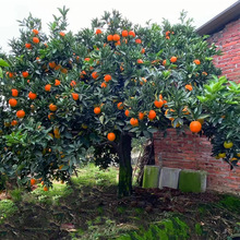 һ�����lɳ�ǽۘ�����������Ϸ������Nֲ���Ә���̽۹�������