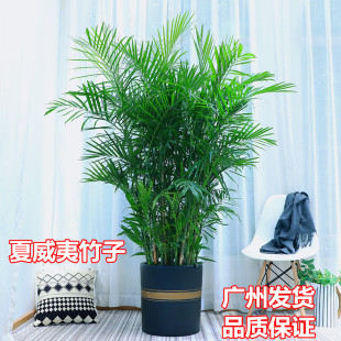Hawaiian Bamboo Large Potted Green Plant Living Room Indoor Evergreen All Year Round Absorbs Formaldehyde and Purifies the Air and Is Good for Raising Plants