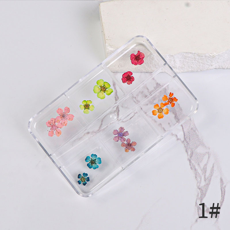 Uña flor seca japonesa pequeña fresca estrella de sol mixta flor real flor pequeña flor de manicura caja de flores secas manicura