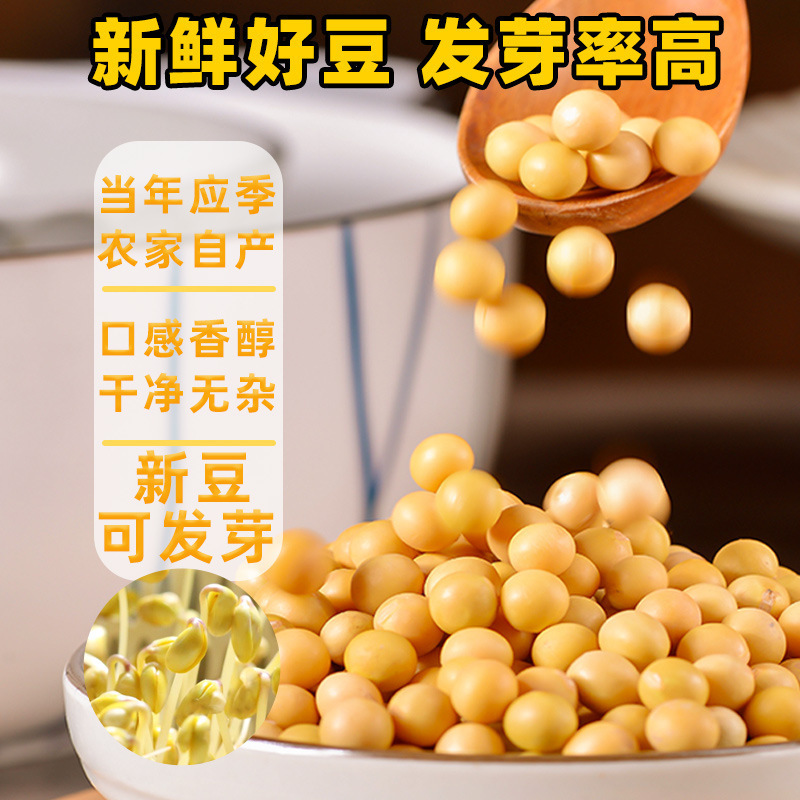 黄豆新货东北农家自种大豆发豆芽五谷杂粮煲汤营养早餐打豆浆|undefined