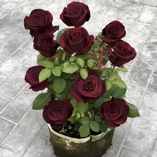 Rose Black Buck Flower Seeds Black Rose Seeds Easy to Live in All Seasons Outdoor Indoor Balcony Rose Louis Xiv