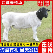 农家散养波尔羊 常年出售黑头杜泊山羊 纯种白山羊价格改良育肥羊