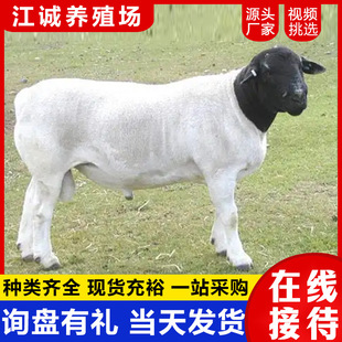 �r��ɢ�B������ ������ۺ��^�Ų�ɽ�� ���N��ɽ��r�����������