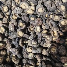 福建小金钱菇珍珠菇干货剪脚肉厚香菇蘑菇爆香煲汤炒菜批发代发