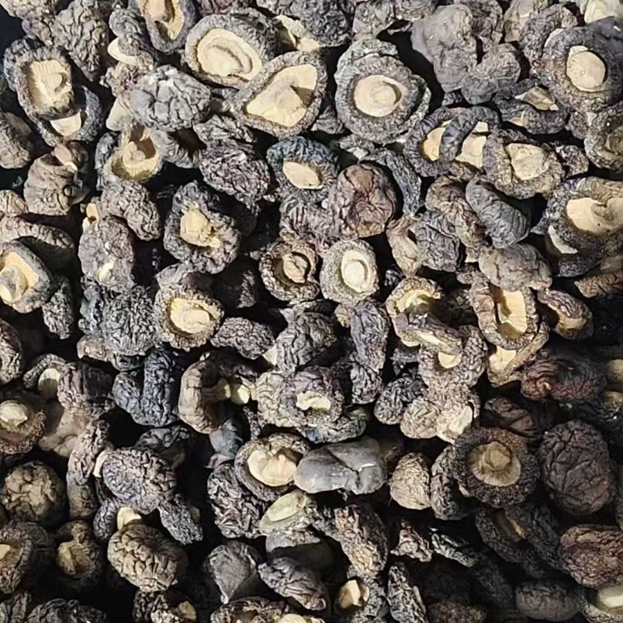 福建小金钱菇珍珠菇干货剪脚肉厚香菇蘑菇爆香煲汤炒菜批发代发