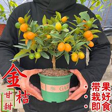 С����������N����ʳ�������ļ������̨�_���Y���҃�����ֲؔ��