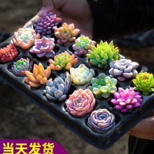 GֲֲСGֲ¶w҃ȾƷ⎧Ϙ