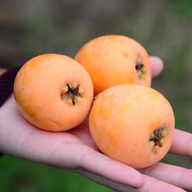 四川攀枝花米易枇杷当季新鲜超甜大枇杷水果包邮四川枇杷代发批发