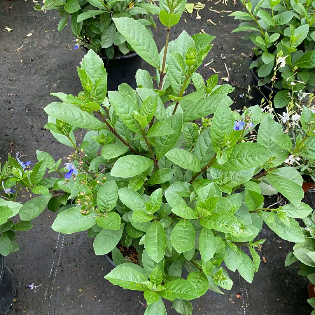 2310 Питомник поставляет угандийский Tongtong голубая бабочка в горшке леденец зеленый кустарник