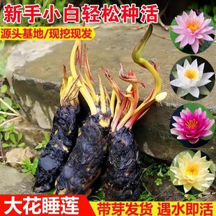 Water Lily Hydroponic Plant for All Seasons, Water-Grown Lotus, Water Lily Potted Flower, Pond Water Lily Root Block with Teeth and Buds