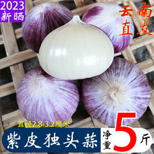 2023年云南大理新鲜紫皮大蒜独头蒜5斤干蒜特大蒜子独蒜头红皮种