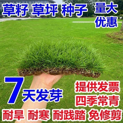 Семена газона, семена травы, вечнозеленый во все сезоны, озеленение Bermudagrass, Бермудская овсяница, райграс, семена кожи, защита склонов и фиксация почвы