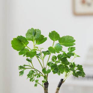 2P80�X��������k������Gֲ���˺��Bˮ��ֲ�︣��ͩ�҃ȃ����՚�