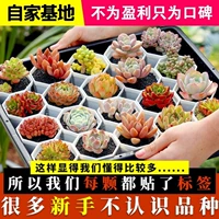 Оптовые крупные суккуленты в горшках с комбинированным основанием Lithops Jade Dew, собственного производства и продажи.