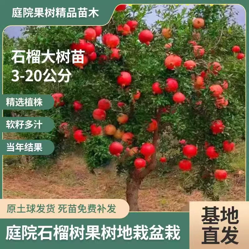 Саженцы гранатового дерева Тунисские мягкие семена Dahongpao без косточек, северное и южное посадка, очень большие фруктовые деревья в горшках для двора с почвой