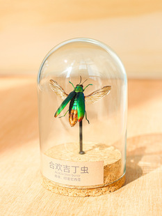 Insect Specimen Glass Jar Display Frame Real Natural Insect Rare Gift Handmade DIY Ornaments for Birthday Gift