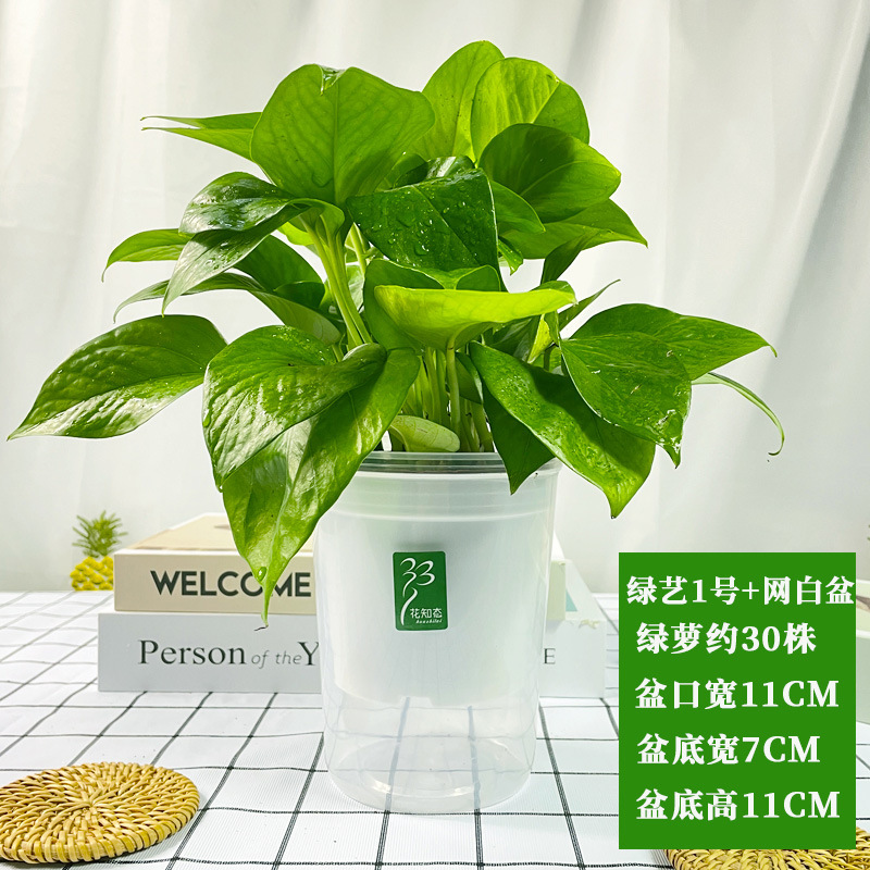 青叶绿萝吸甲醛盆栽墙造景绿化好养水培绿植花卉净化空气大盆植物