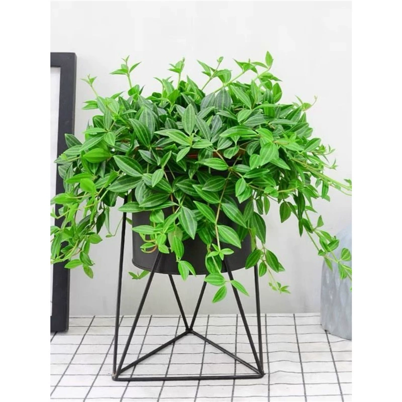 Новая подвесная орхидея с нефритовым бриллиантом, комнатный цветок в горшке, подвесная орхидея в горшке, вечнозеленая, легкая в живописи подвесная корзина для всех сезонов