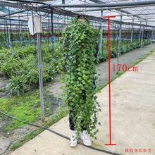 Lk҃ȑҒڵmļLپGֲֲ