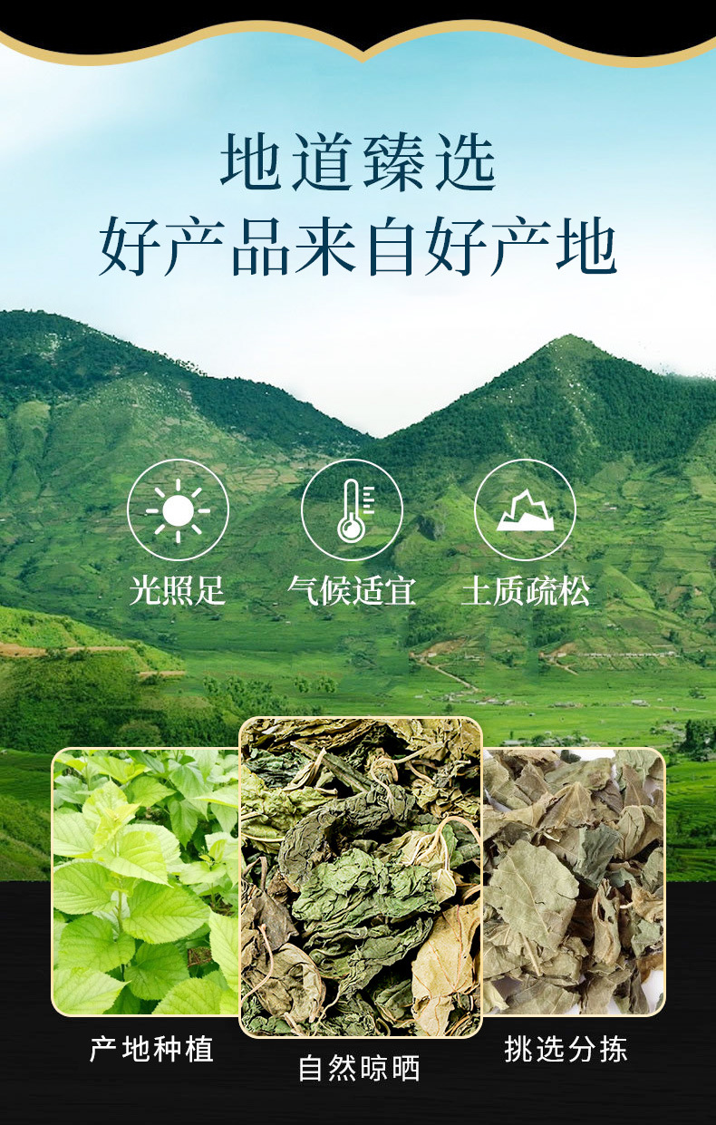 Mulberry Leaf (Morus alba) Frost-Touched Sang Ye — Dried Food Herb for Tea & Cooking overview