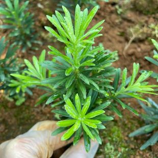 �������~С�~�_�h��ͥԺ�ļ�����Gֲ�����̨���@�����زı���