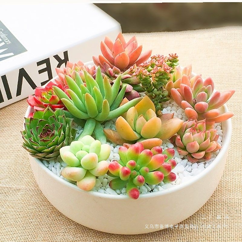 盆栽盆景多肉植物组合盆栽网红新手套餐水培大颗好养室内肉肉带盆