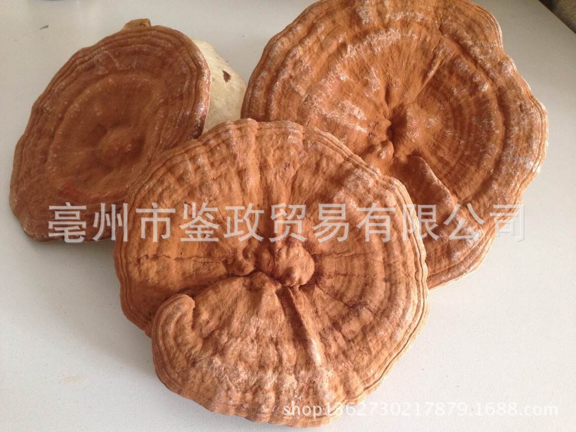 Dried Red Reishi Mushroom Whole Ling Zhi Ganoderma lucidum Traditional Herbal Tea and Decoction Herb 500g key features