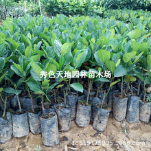 ̩��8̖12̖�t�Ⲥ�}�������ľ���}��޽��R������1̖�S�������