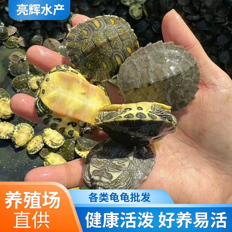 Карликовые черепахи, глубоководные черепахи, декоративные щенки черепах, оптовая продажа живых мелких домашних животных, черепахи карликовые черепахообразные черепахи с черными пятнами из штата Миссисипи.