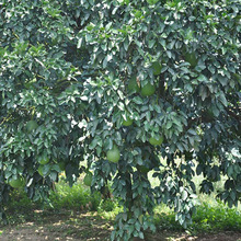 �Fժ�����~ȥ�ޚ� �_�\�D�\���w�¾��۸� 50���Ϙ�Gɫ���r��֦�~