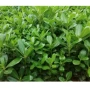 各种工程绿化绿植海桐