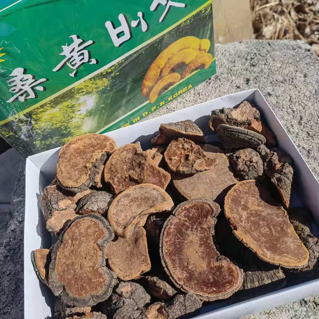 散装产地大兴安岭然朝鲜桑黄灵芝松针层孔菌林芝配送礼盒500g|ru