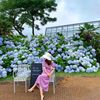 Hydrangea seeds, hydrangea, flowers seeds, all seasons of seasons, blooming courtyards, blooming outdoor flowers and grass seeds