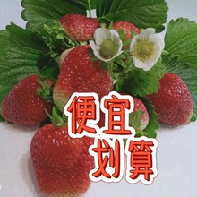 草莓云南夏季新鲜便宜酸甜烘焙榨汁蛋糕糖葫芦商用批发厂家批发