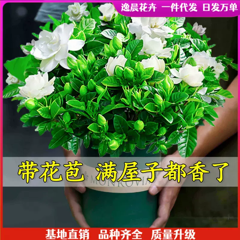 栀子花盆栽花卉植物室内带花苞阳台水培绿植浓香型大树苗四季好养