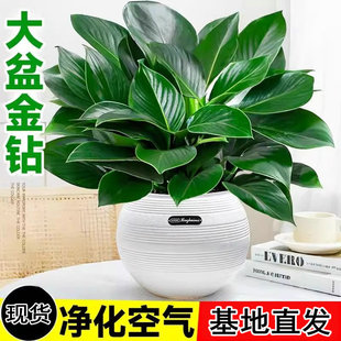 ���������ԾG����ˮ���k���҃ȾGֲ���G�q������~ֲ��ȥ����ȩ