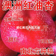 �Ә�����Ʒ�N���޴�t���Ә�������d�ͺ��ͺ�����Y���ϱ����Nֲ