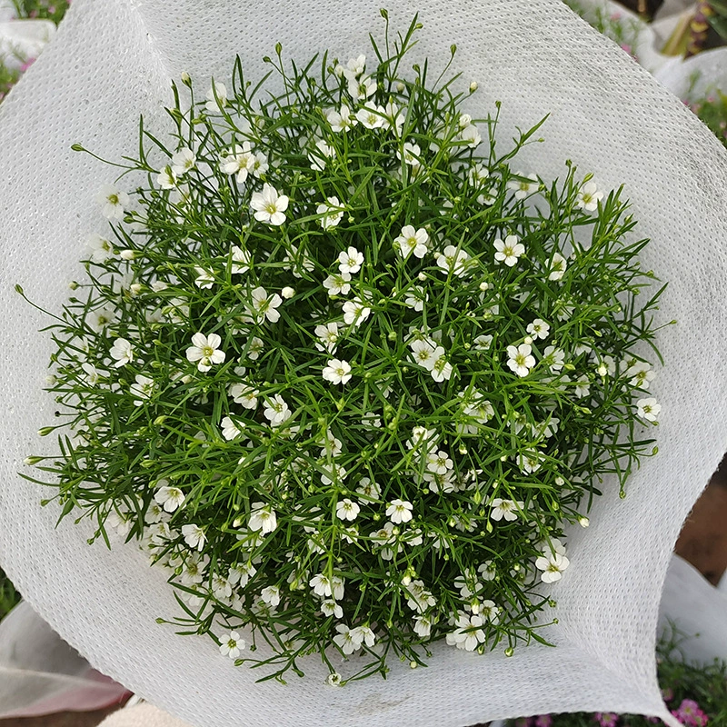 Семена с двумя лепестками красочные звездные семена цветут четыре сезона