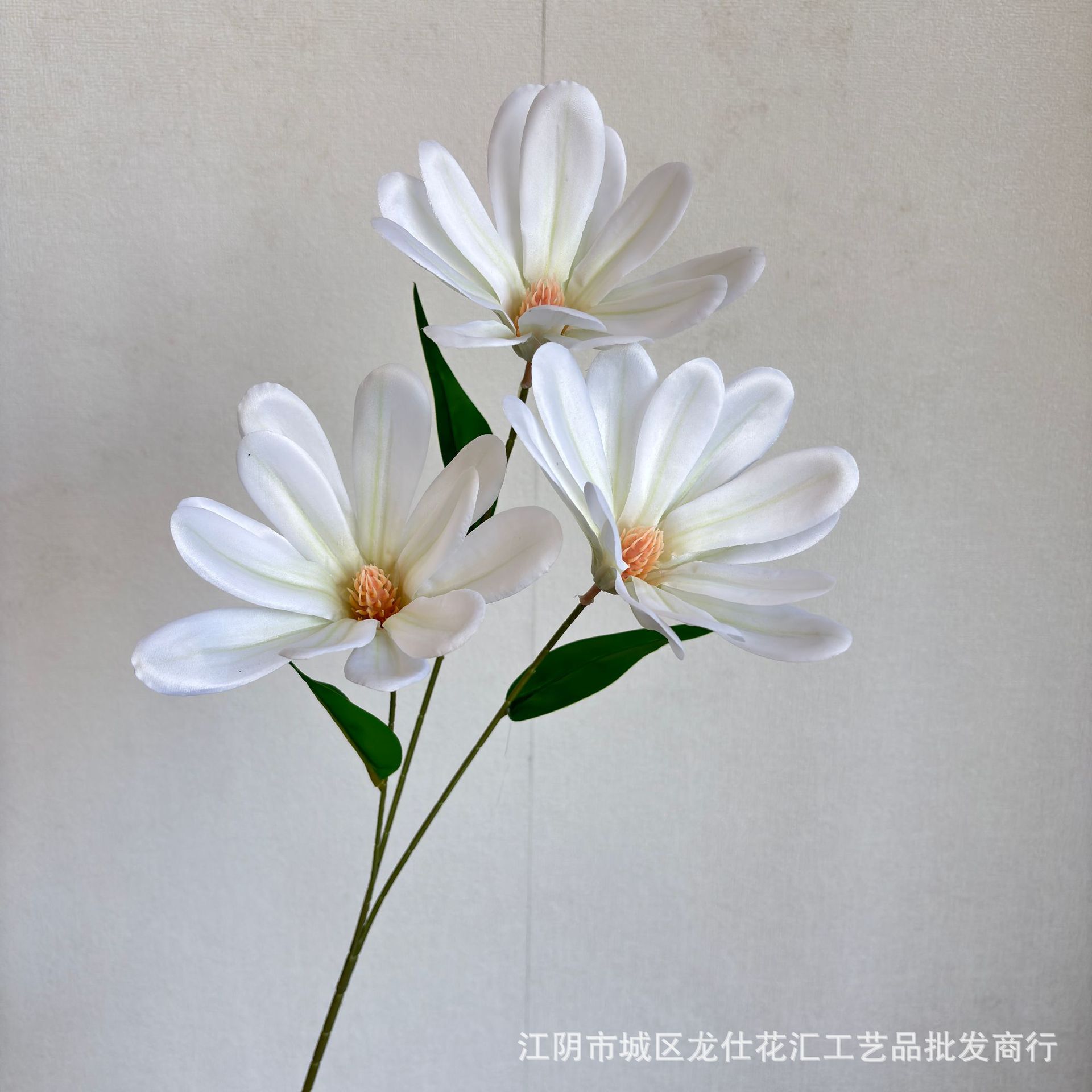 세 머리 목련