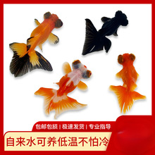 小金鱼活鱼观赏鱼冷水淡水红鱼锦鲤鱼好养耐活鸿运当头国粹金鱼